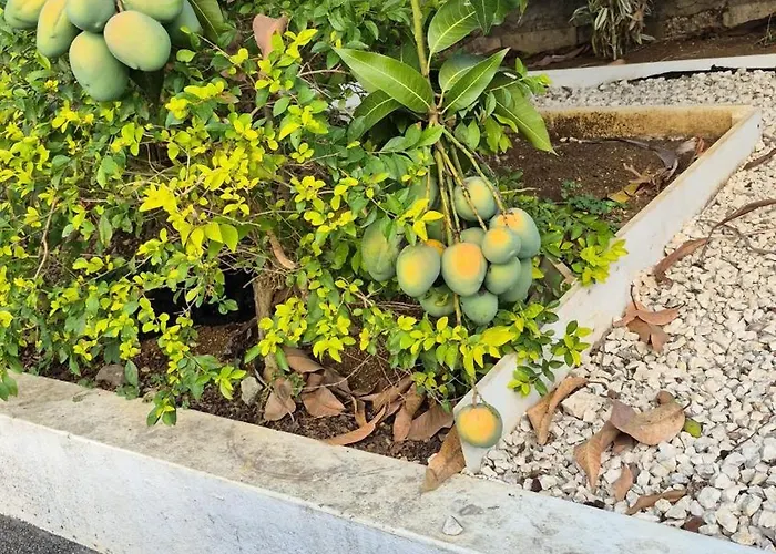 Melrose Place Guest house Montego Bay